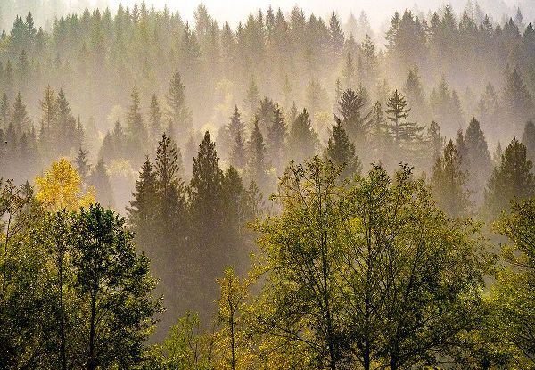 Gulin, Sylvia 아티스트의 USA-Washington State-Preston Evergreens and Cottonwood trees lifting fog on hillside작품입니다.